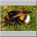 Bombus terrestris - Erdhummel koenigin 07.jpg